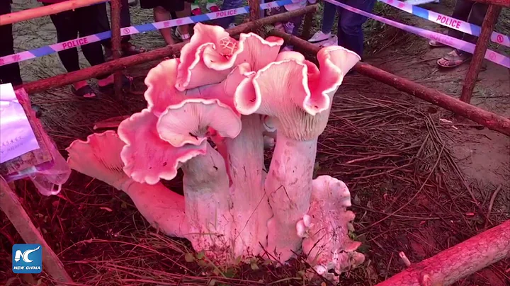 Giant "mushroom king" discovered in Yunnan, China - DayDayNews
