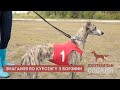 Змагання по Курсінгу з Борзими Собаками | Мисливські Собаки №74