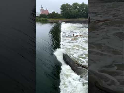 Muldewehr  💦 Dessau mit Stadtschloss