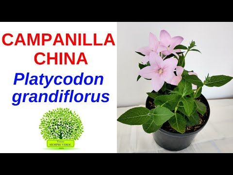 CÓMO CUIDAR LA CAMPANILLA CHINA Platycodon grandiflorum