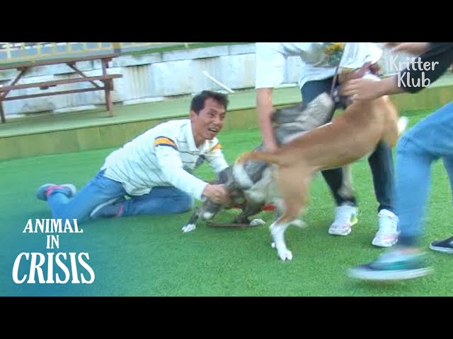 Fighter Dogs Who Had To Fight Each Other To SurviveAfter Rescue