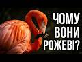 Flamingo. Фламінго - дивовижні птахи