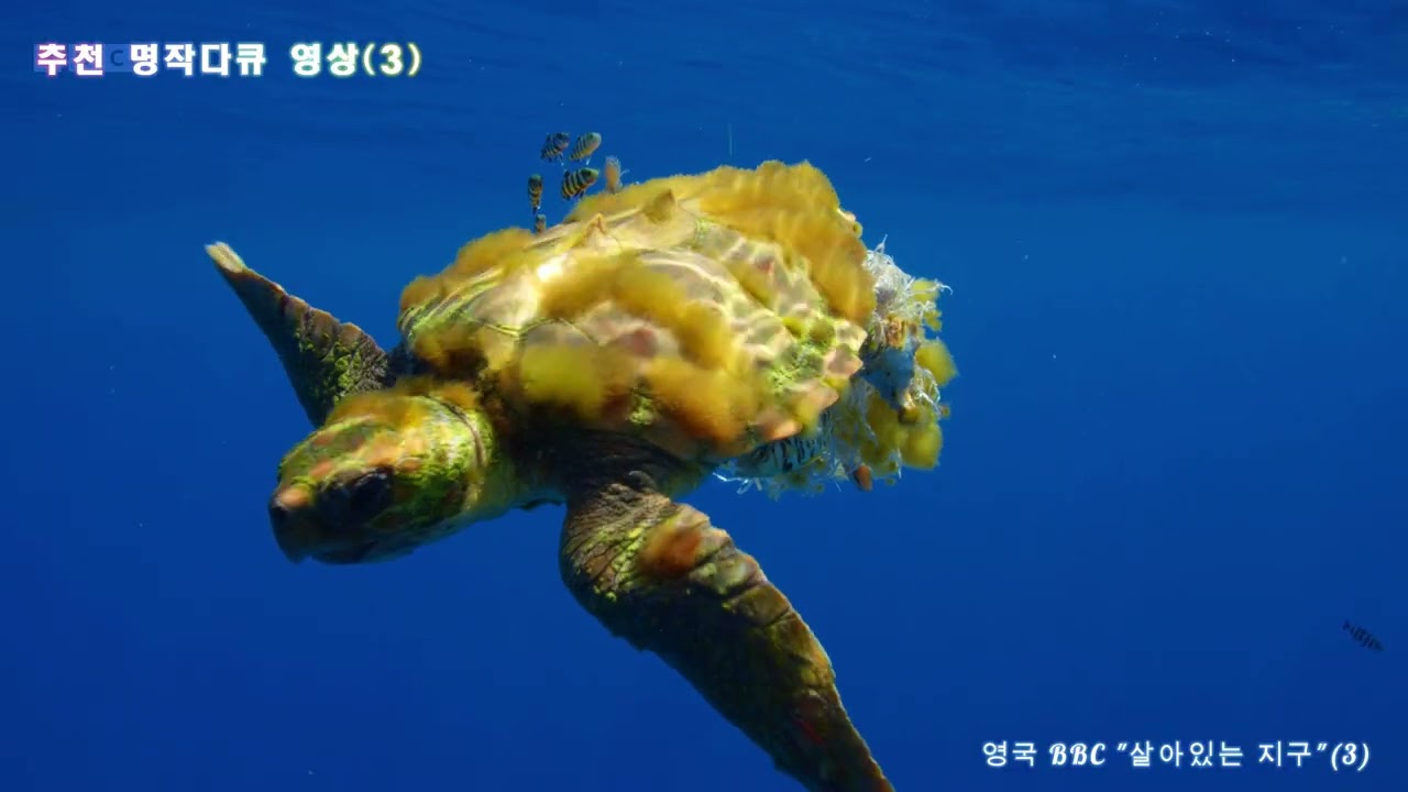 세계명작영상 추천_3.BBC다큐 