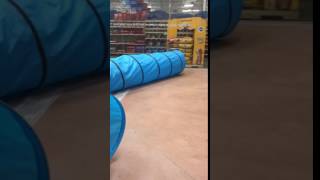 Meet Sugar A Terrier Pit Bull Currently Available For Adoption At Petango 3202017 84012 Pm