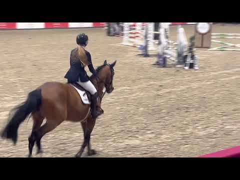 Final 5yo Stallion Competition