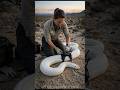I Mounted a Camera on a Giant White Python… Inside a Hidden Underground Burrow! 🐍😱 #pov #snake