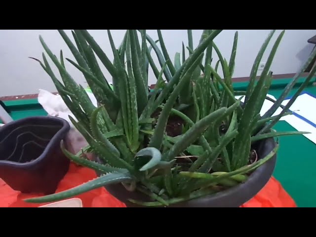 teppich agave Teppich AGAVE SKETCH – Garpina Group main image 0