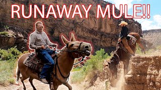 Celebrity Packing Mules Gone Wrong?!! Rattlesnake Pack Trip Part 1 Wealth