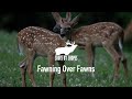 Shootin’ It With Shopes: Fawning Over Fawns (Whitetail Deer Photography)