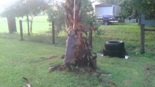 Blue Pit Vs. Tree Bulldog