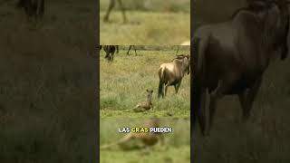 🐃 El animal que cruza el INFIERNO cada año 😨