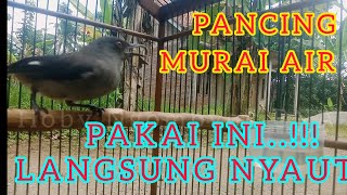 SUARA MURAI AIR MANCUR BAGUS UNTUK MASTERAN MURAI BATU