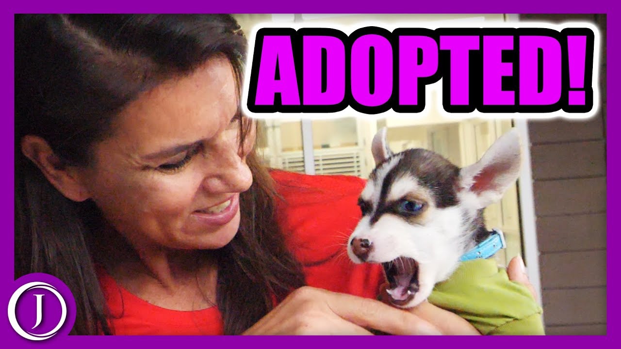Animal Adoption Vlog YouTube
