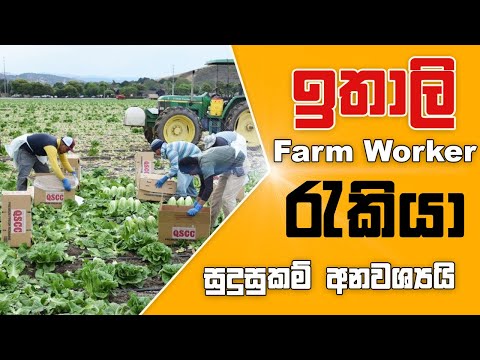 Farm Worker Jobs in Italy | Free Work Visa Italy | EU Work Permit | Apply With out IELTS | Job Expo