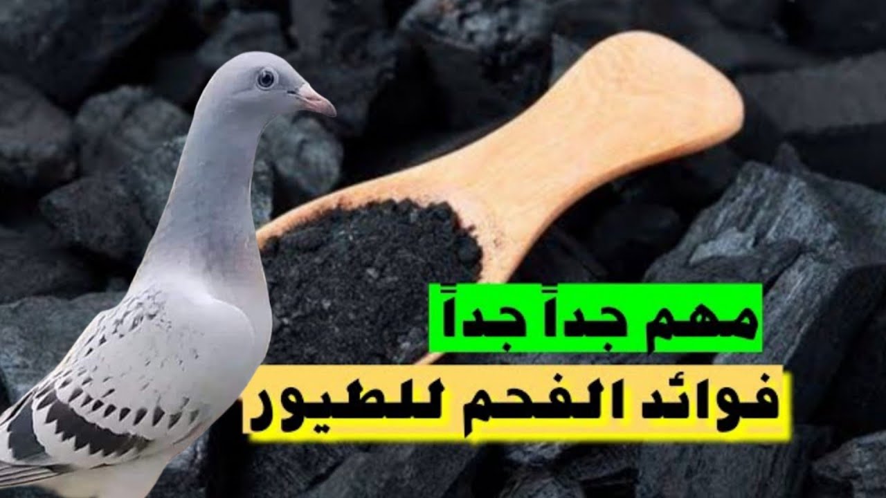 الفحم علاج جميع امراض الحمام /الطريقه الصحيحه لتقدم الفحم للحمام (عملى)👌