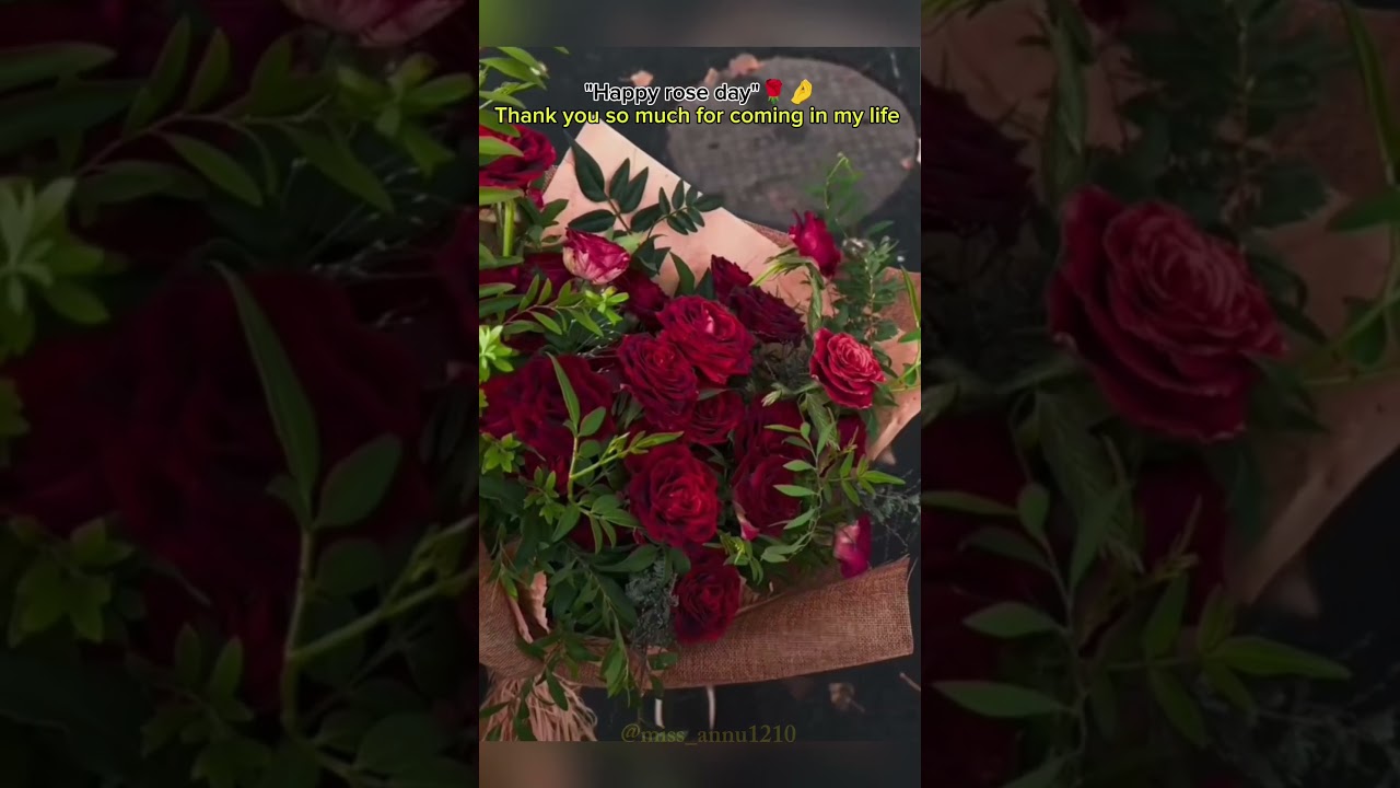 Happy rose day 🎀❤️ 