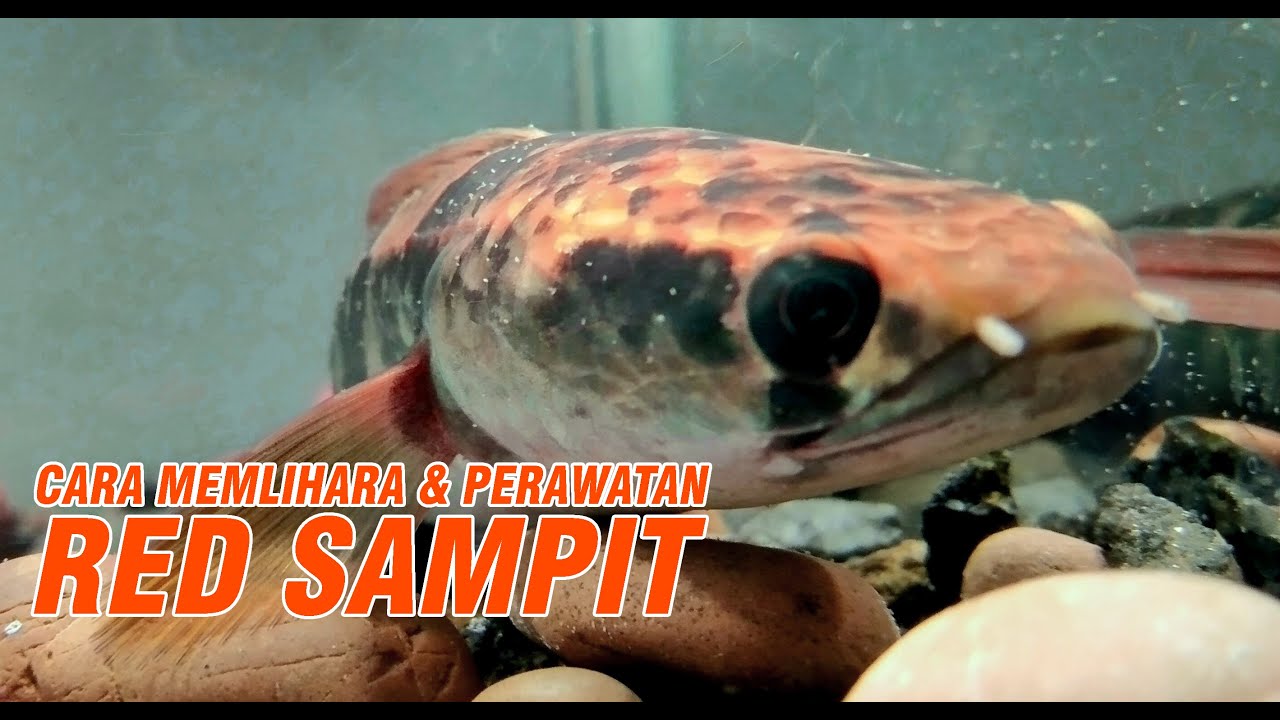  Ikan  Red Sampit Hobi Mancing dan Makan Ikan 