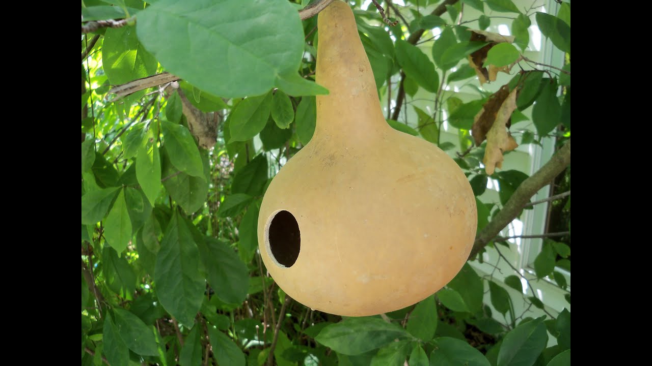 How to Attract Certain Birds to Your Gourd Birdhouse - YouTube