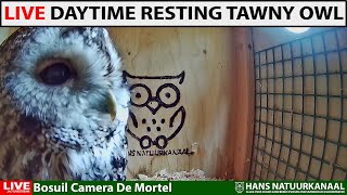 LIVE daytime resting owl - Bosuil Camera De Mortel (Tawny Owl Camera) -  YouTube