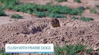 Flush with Prairie Dogs