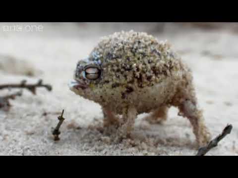 Found a very angry frog in the middle of desert!!