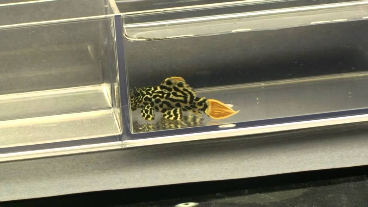 near-black-and-white-cactus-pleco-l600-youtube