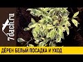 Дерен белый: особенности, посадка и уход - 7 дач