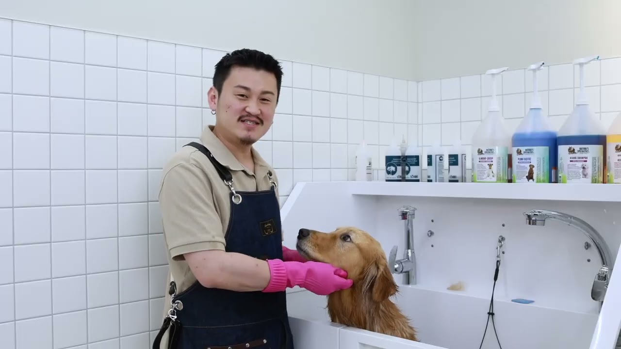 [마이티그루밍 홈케어애견미용]일년치 대형견 미용비 절약하면 돈이 얼마?! 제일 많이 기르는 거대인절미 골든리트리버로 대형견 목욕드라이 위생미용 라인미용까지! 배워봅시다.