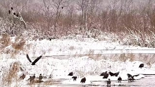 Mississippi River Flyway. Eagles, eagles, eagles - explore.org 03-10-2023