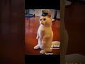 soldier #cat