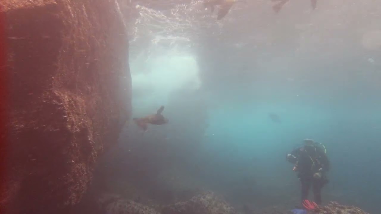 Seals and Sea lions Galapagos 