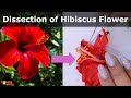 Dissection of hibiscus flower  parts of a flower