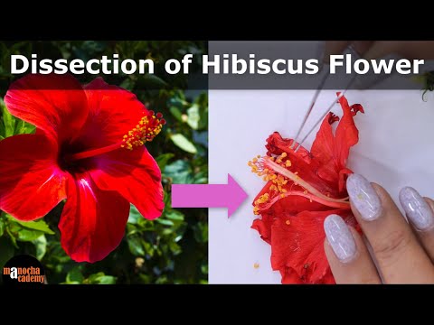 Dissection Of Hibiscus Flower Parts