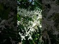 Anggrek capung jawa wangi kasturi #cover #orchidsdendrobium