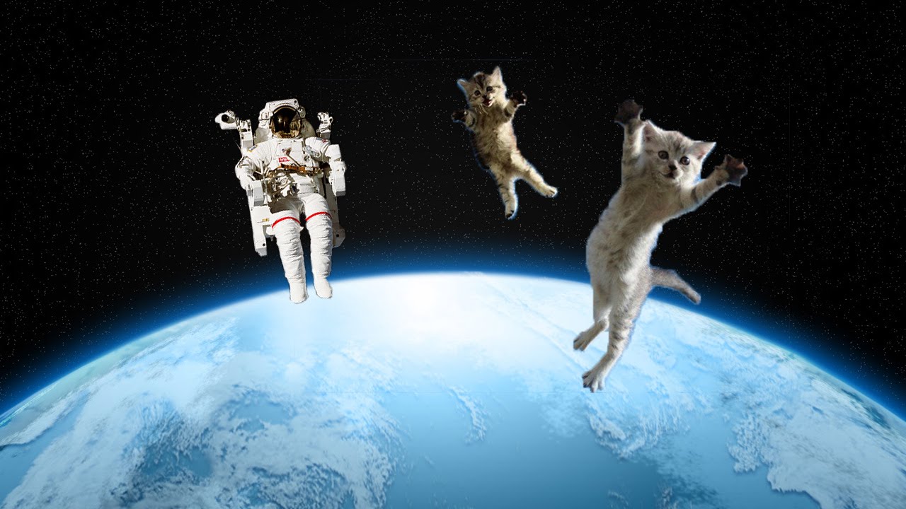 Why Did the Air Force Play with Cats  in Space  YouTube