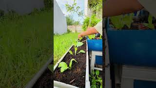 Pindah tanam sawi di talang air bekas #urbangardening #gardeningactivity