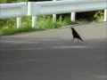 Tokyo Crows smartest birds in the world