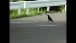Tokyo Crows Smartest Birds In The World