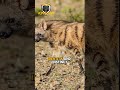 Aardwolf the Mysterious Cousins of Hyena