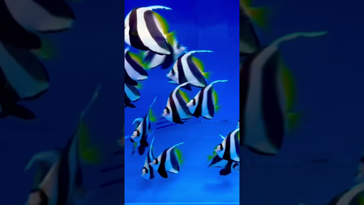Beautiful Banner fish 