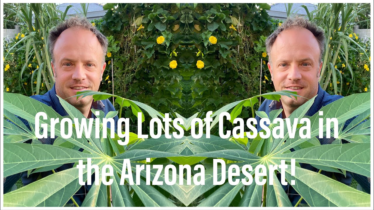 How to Grow Lots of Cassava in the Desert! September Update! Results of Reversed Desertification!