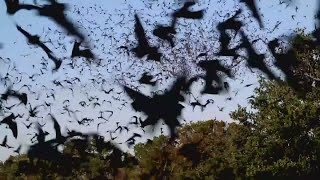 Saving the bats 