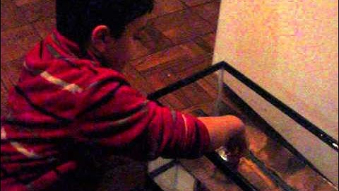 Buoyancy of soda ( DIET AND REGULAR SODA)