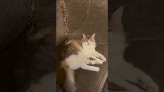 Daisy sleepy girl 😸 #cat #kitten #catvideos