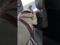 URGENT: Senior Dog's Skin Lump Bursts Bleeding Relentlessly As Ear Infection Worsens[STORY BELOW]
