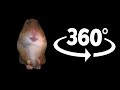 Hamster in 360 VR