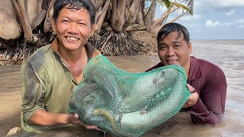 Hôm nay dô mánh Cá Ngát . Tôm Càng Xanh hốt luôn con Lịch | Cù Lao Dung Vlogs #383