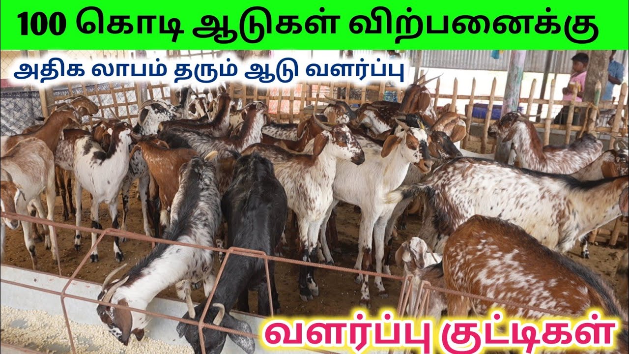 குறைந்த விலையில் ஒரிஜினல் கொடி ஆடுகள் விற்பனைக்கு | கொடி ஆட்டுக்குட்டிகள் விற்பனைக்கு | எட்டையபுரம்