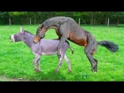 Donkey And Horse Meeting Very Very Amazing Video Donkey Meeting Crossmeeting Naturalanimalmeeting 