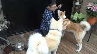 【換毛期】ワイがブラッシングしてる証拠映像をお見せします【秋田犬】